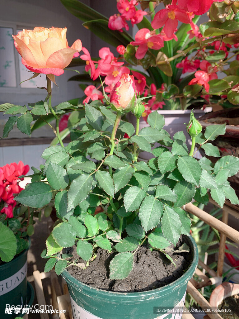 彩色玫瑰花