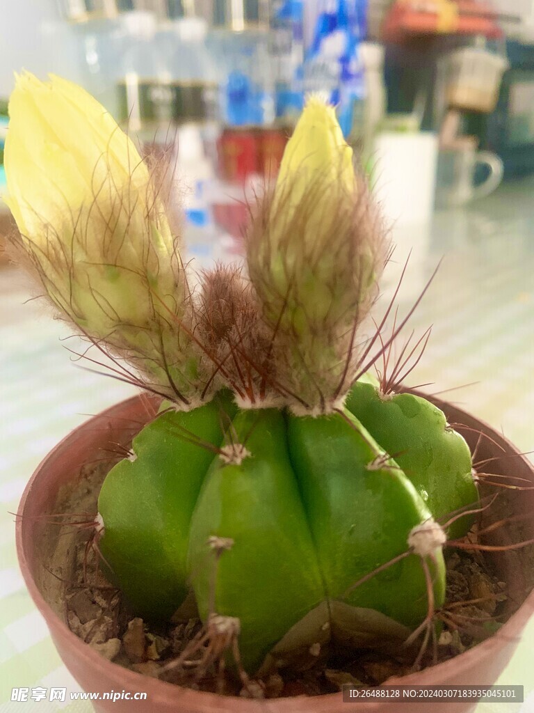 仙人球开花