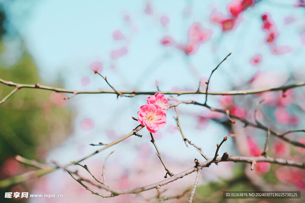 梅花