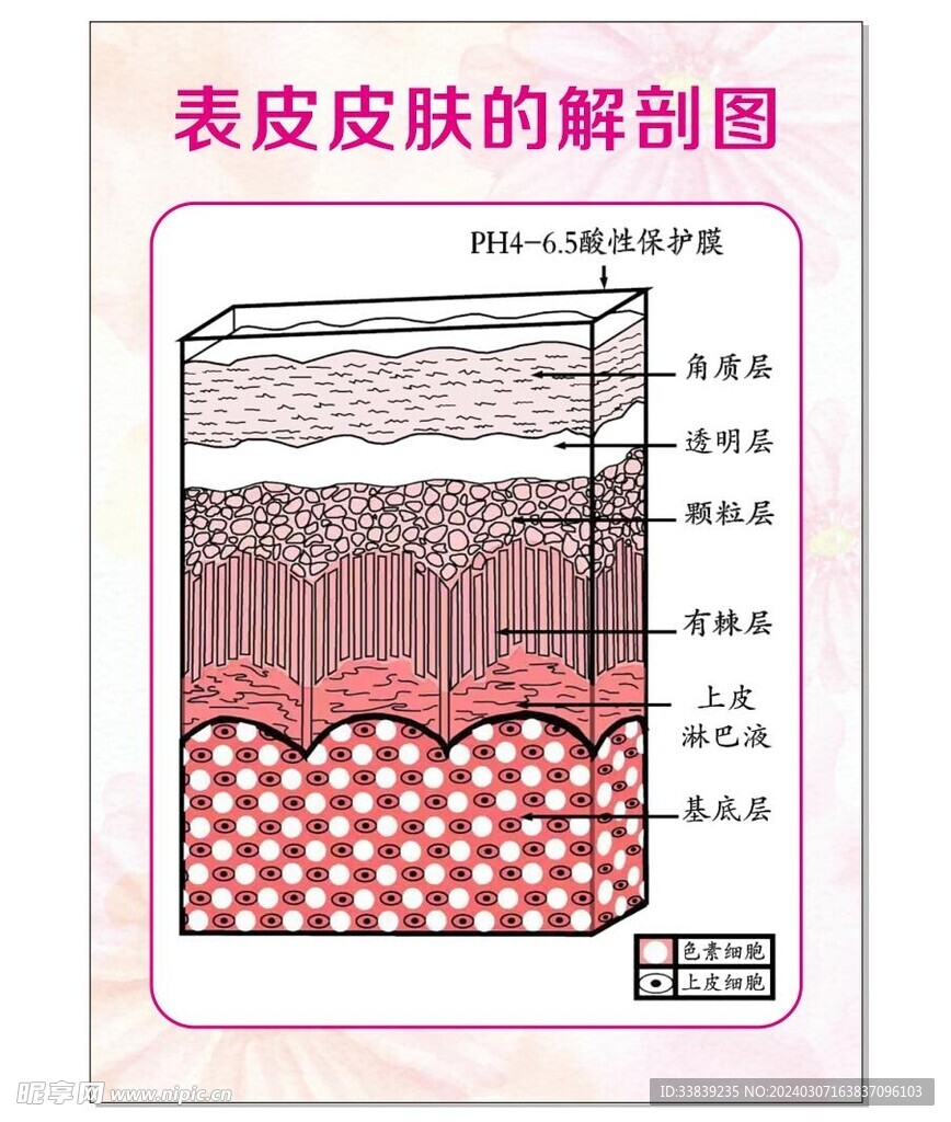 皮肤解剖图