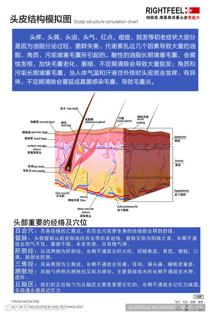 头皮结构模拟图