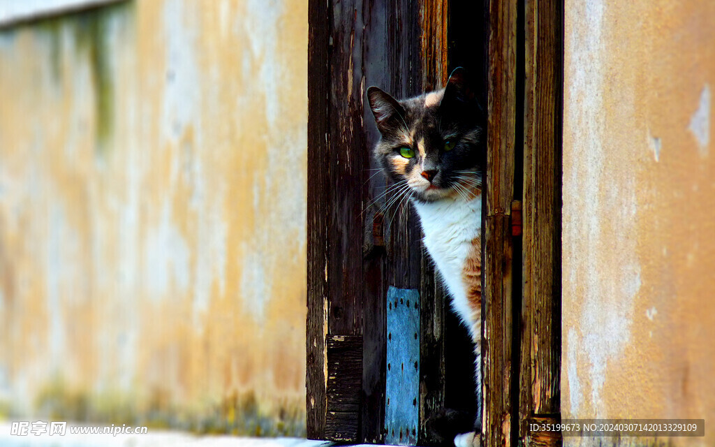 猫咪