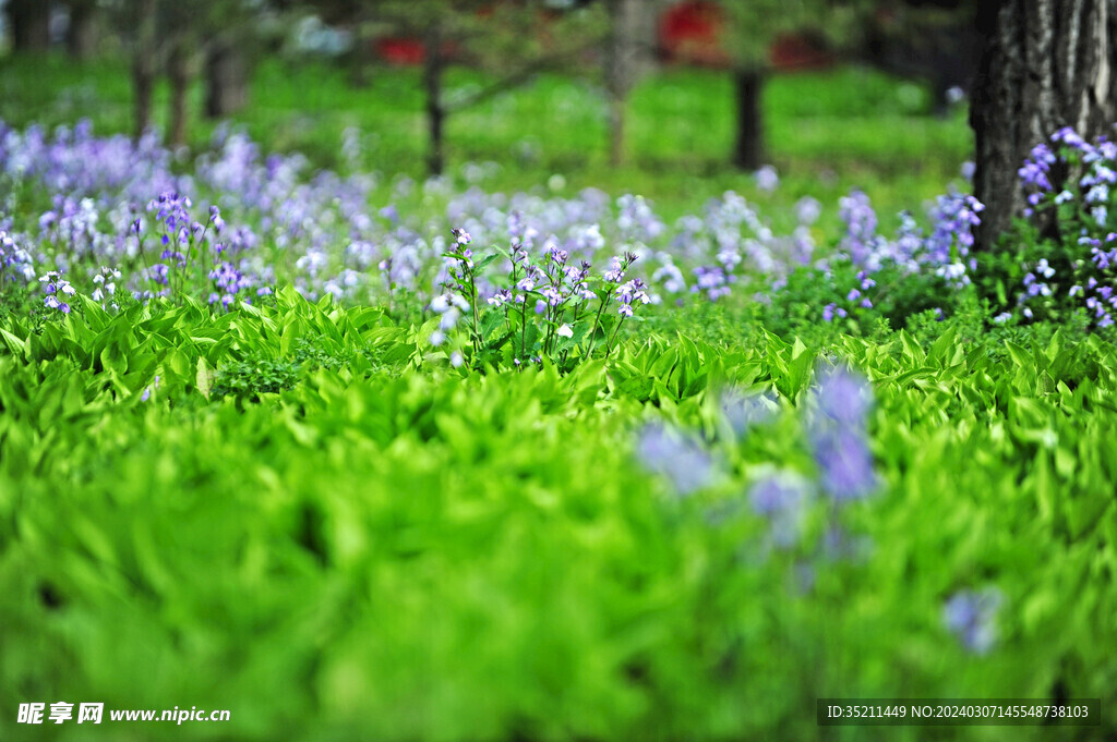 踏春紫色花草丛