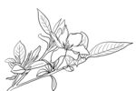 栀子花