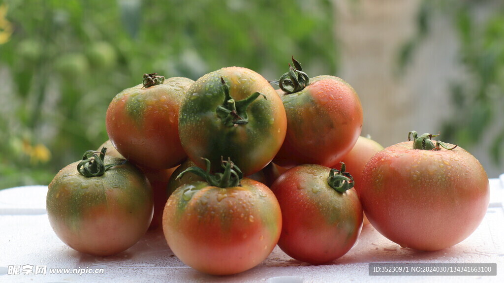 西红柿展示