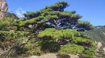 黄山美松