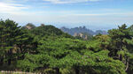 黄山松海