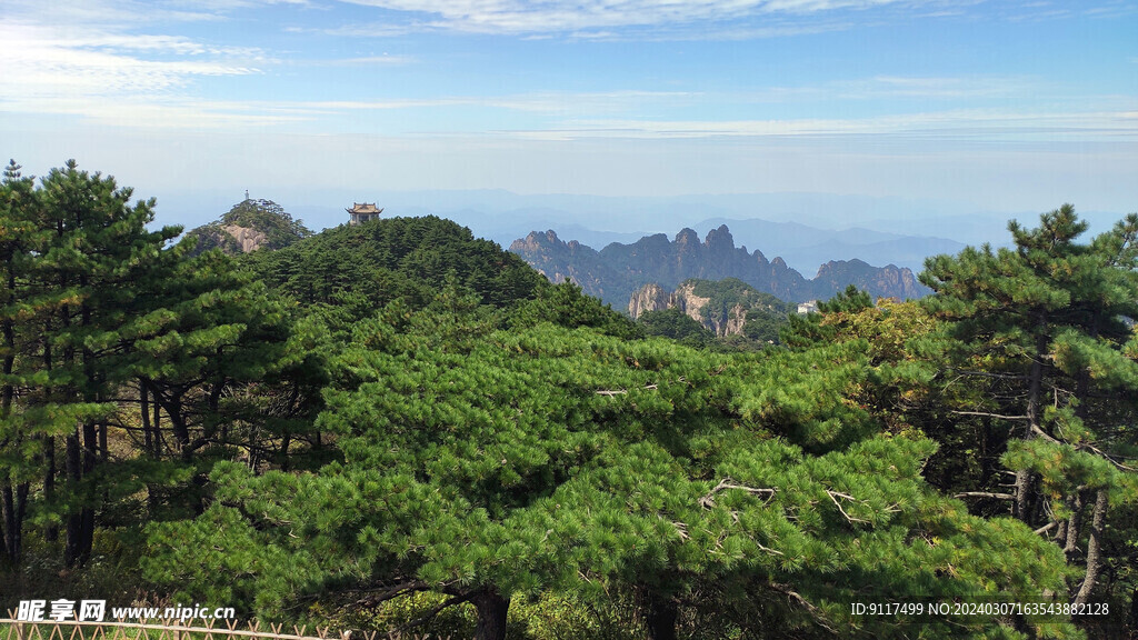 黄山松海