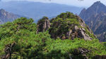 黄山奇松秀峰图