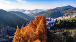 高山银杏树