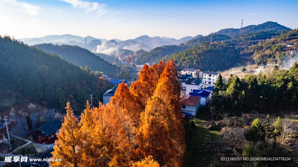 高山银杏树