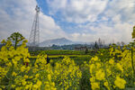 油菜花 