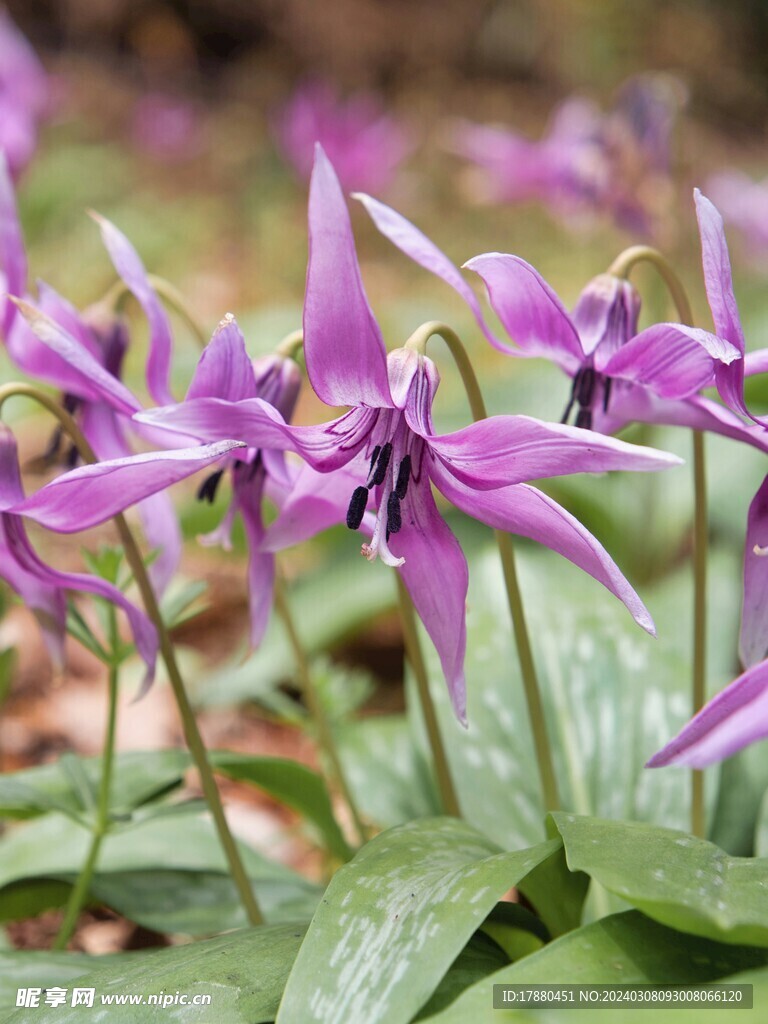 猪牙花