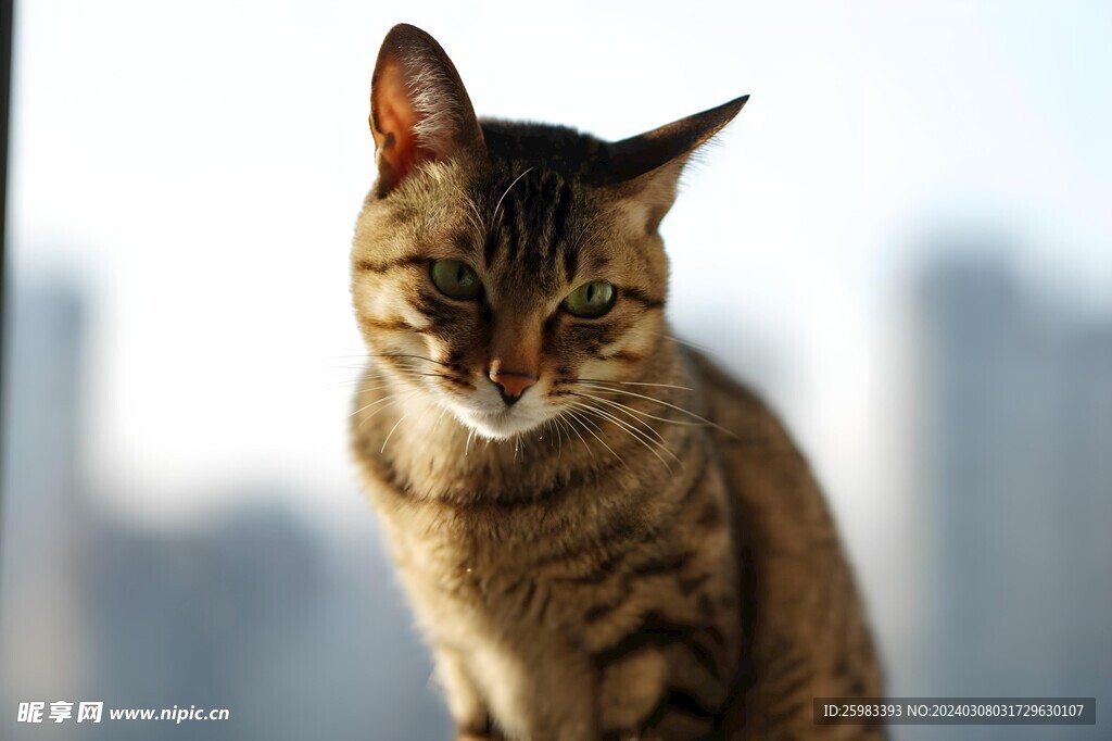 猫