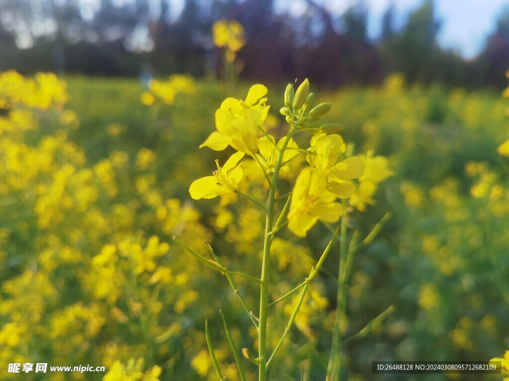 油菜花