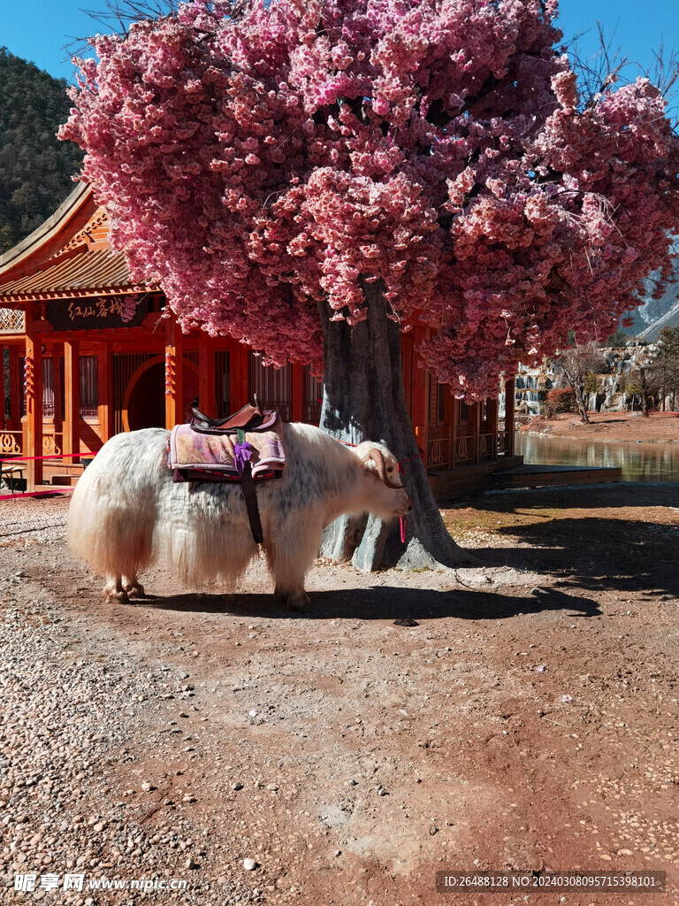 樱花牦牛