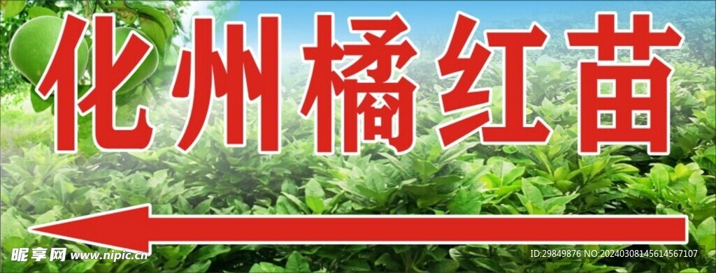 化州橘红苗广告