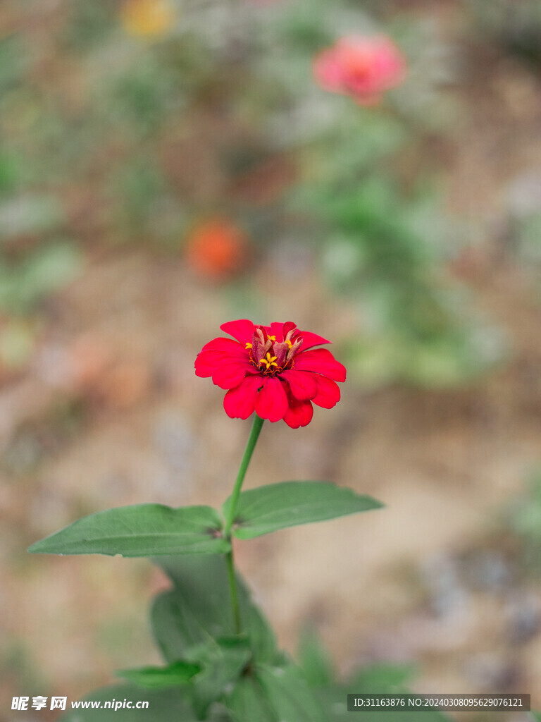 红色百日菊