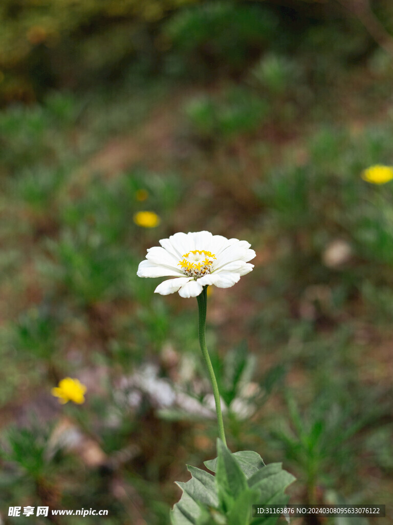 白色百日菊