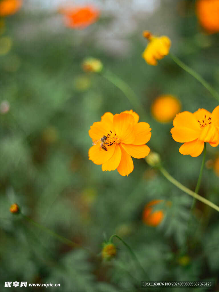 黄色百日菊