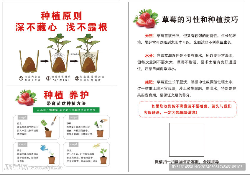 草莓种植方法 技巧