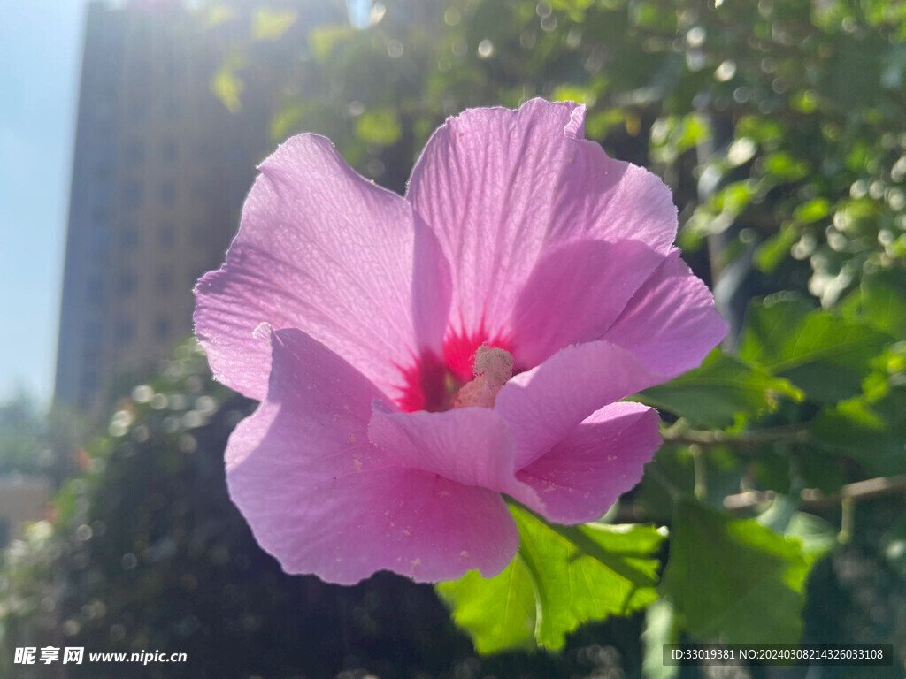 木棉花