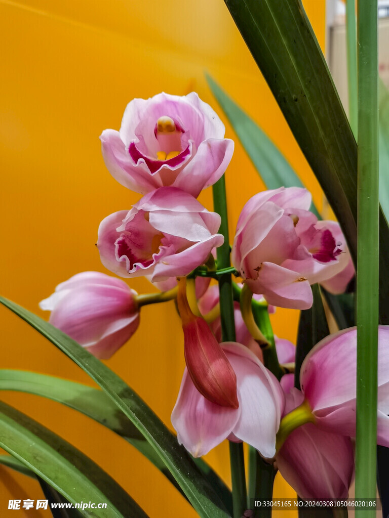 兰花