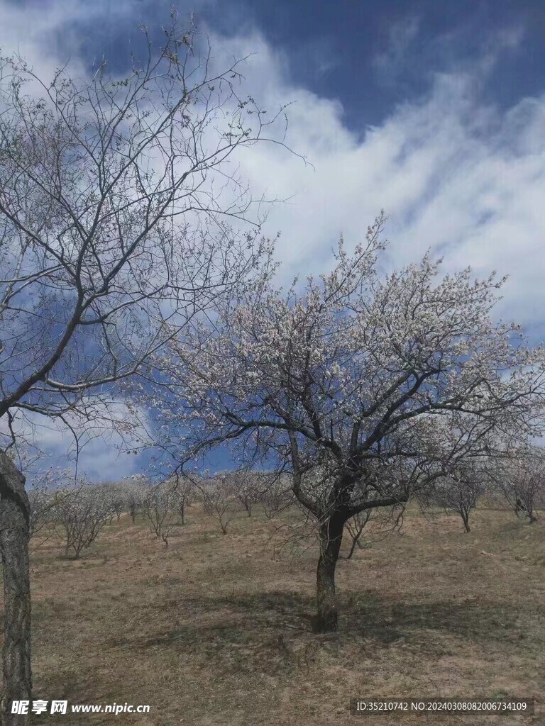 大漠丹林