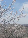 大漠丹林