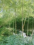 个园竹姿 