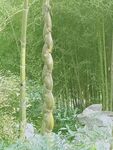 个园竹姿