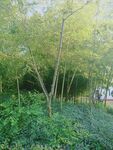 个园竹姿