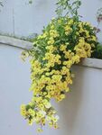 黄花也出墙