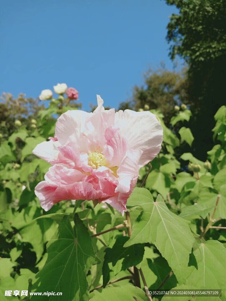 花