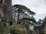 黄山迎客松