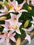 粉色百合花植物