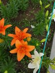 橘色百合花植物