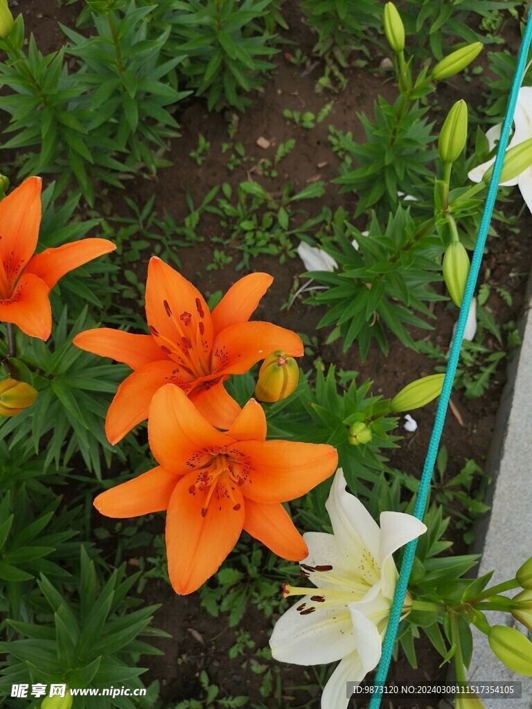橘色百合花植物