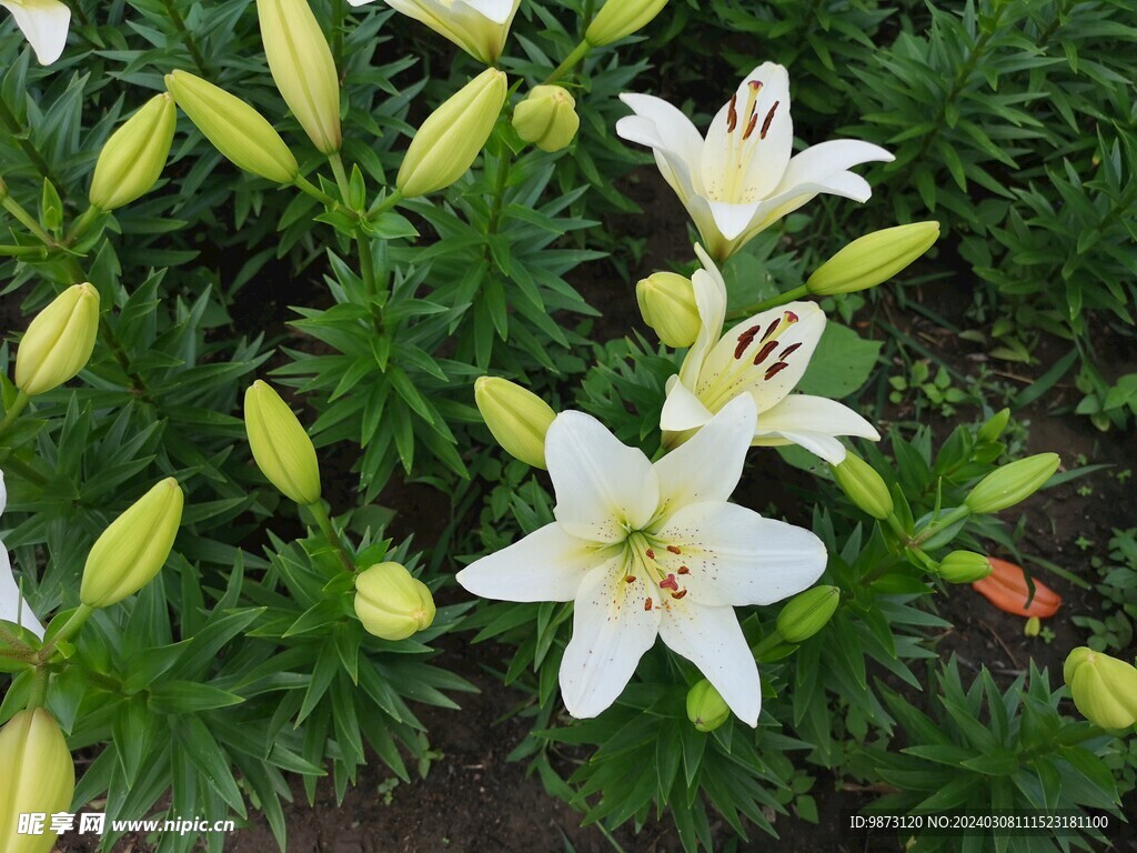 白百合花植物