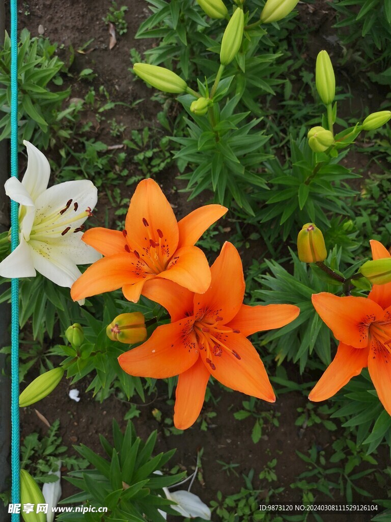 橘色百合花植物