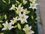白色百合花植物
