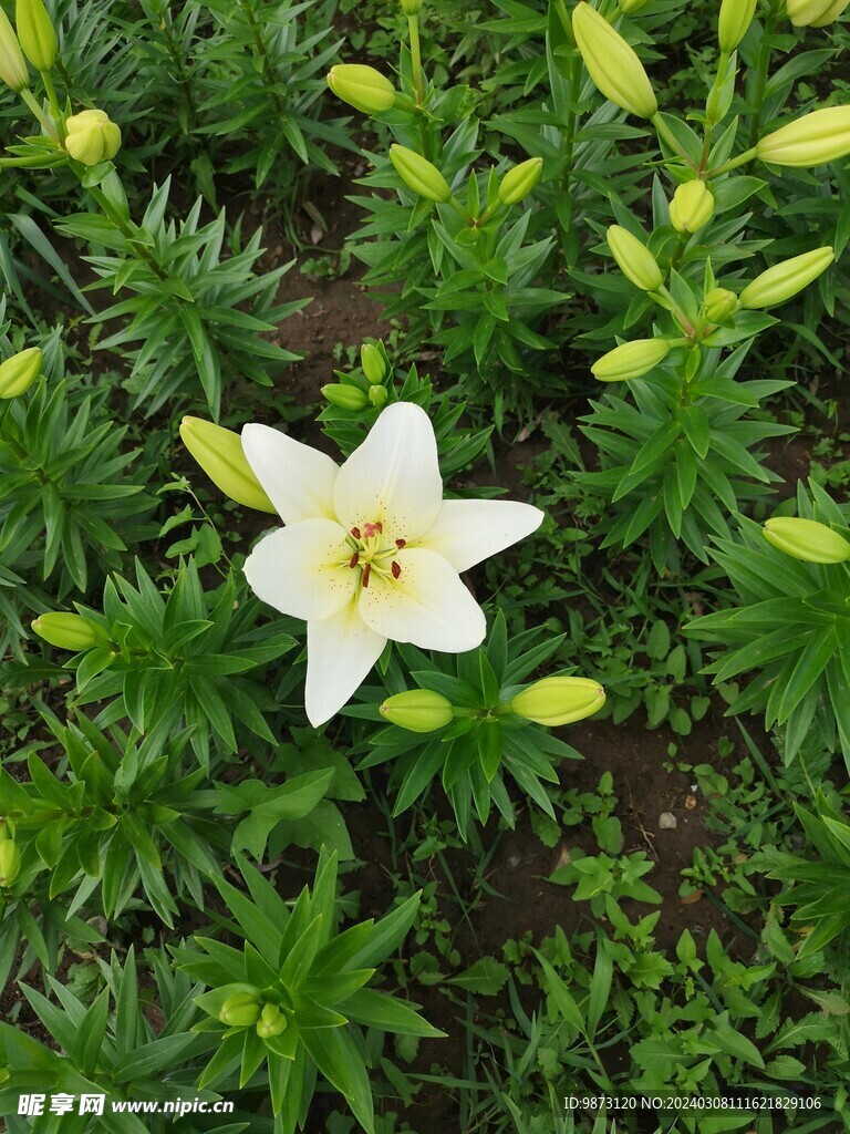 白百合花卉