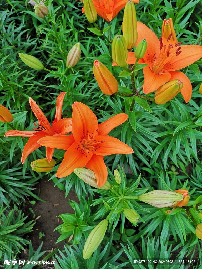 橘色百合花