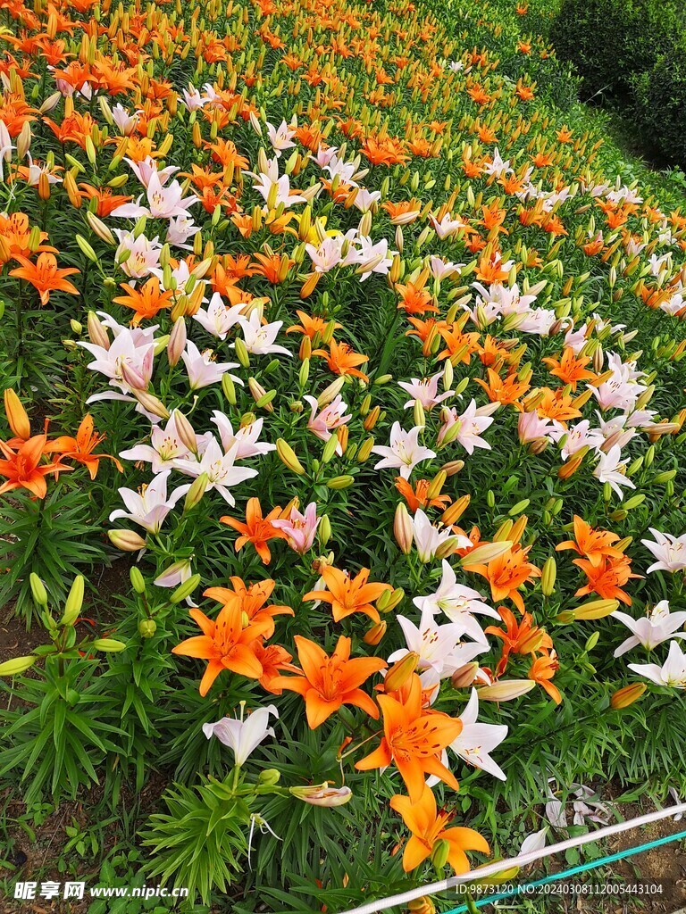 橘粉色百合花植物