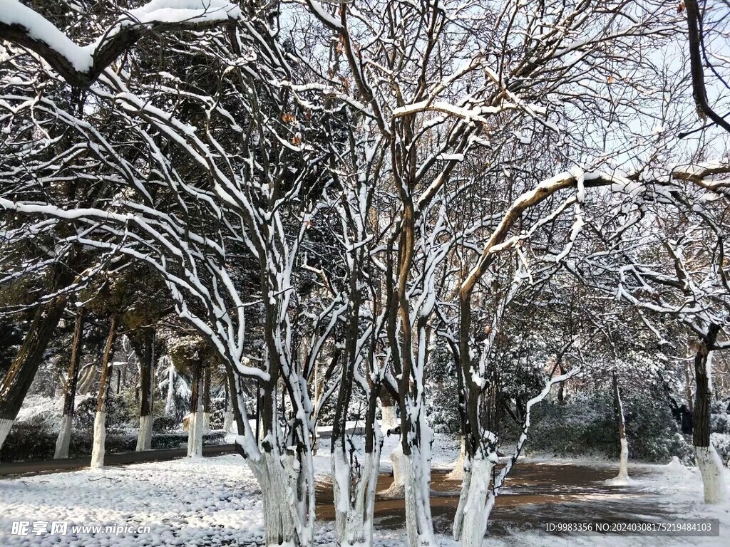 雪景