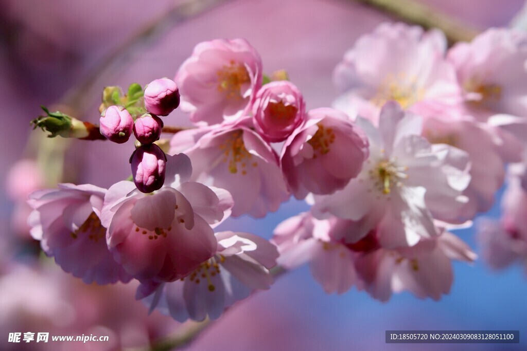 樱花