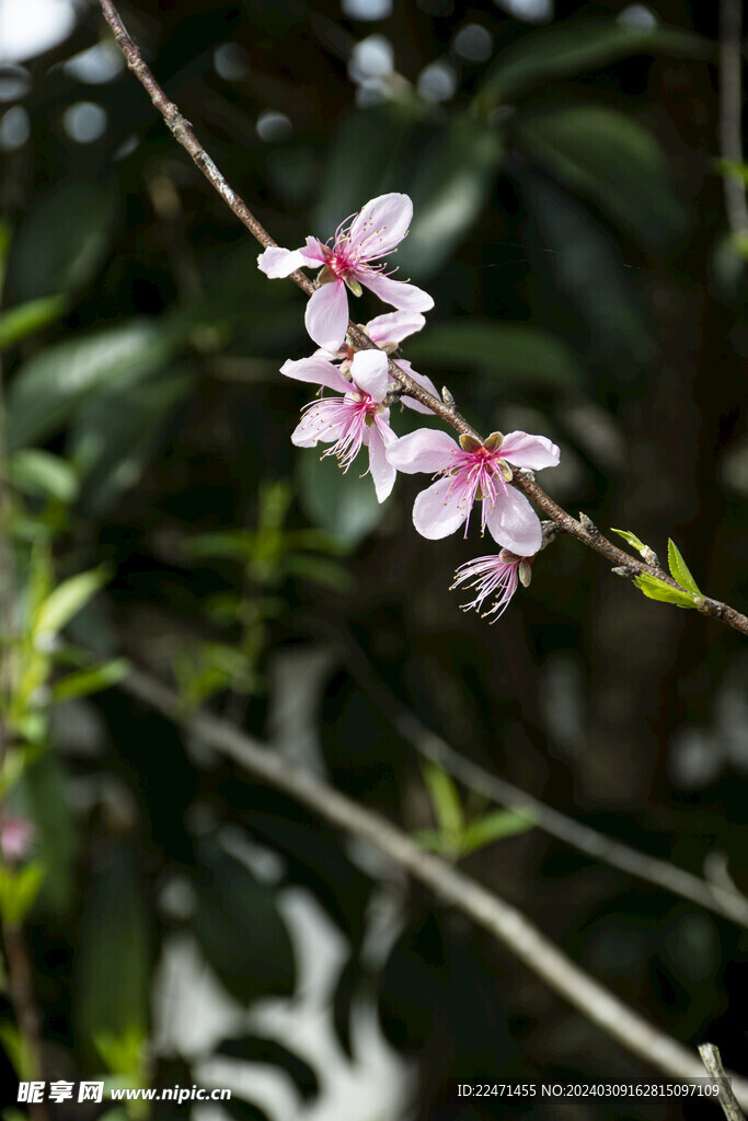 桃花