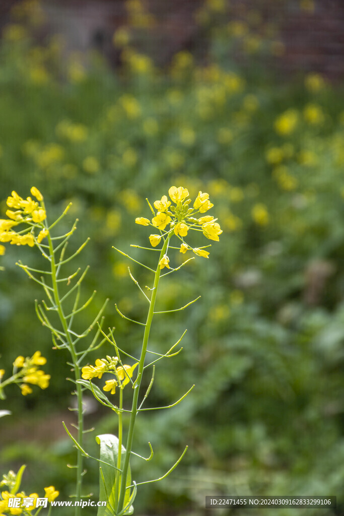 白菜花