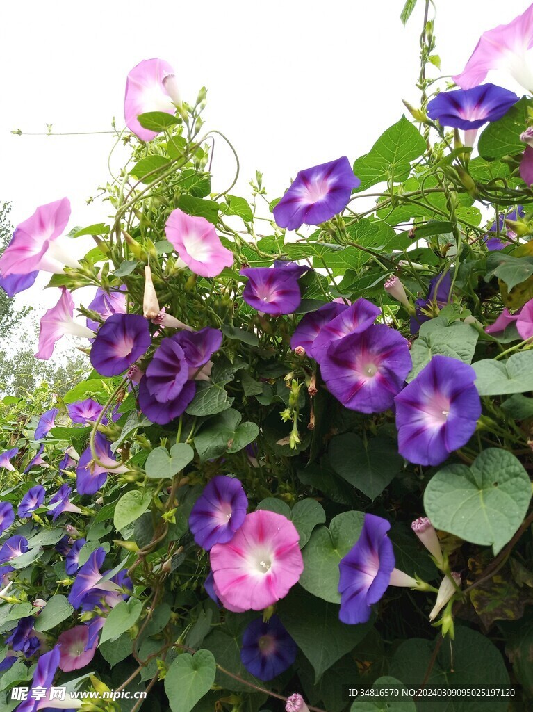 牵牛花