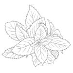 薄荷